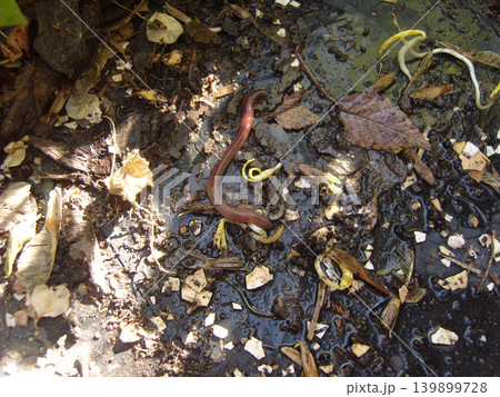 A close-up of pink earthworm wriggling through dark, wet compost. The organic soil mixture includes scattered crushed eggshells, decaying brown leaves, small pale yellow sprouts under dappled sunlight A close-up of pink earthworm wriggling through dark, wet compost. The organic soil mixture includes scattered crushed eggshells, decaying brown leaves, small pale yellow sprouts under dappled sunlight 139899728