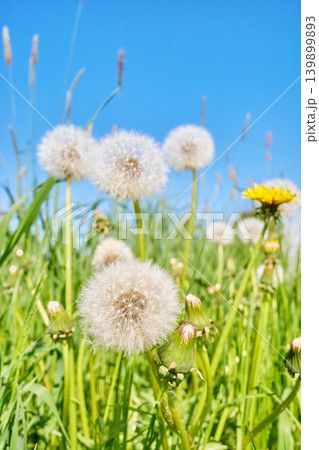 Blowballs, downy seed heads of a dandelion, selective focus. 139899893