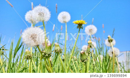 Blowballs, downy seed heads of a dandelion, selective focus. Blowballs, downy seed heads of a dandelion, selective focus. 139899894