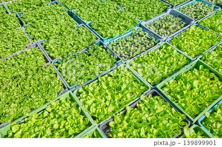 Organic vegetable seedlings in containers. 139899901