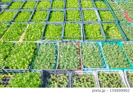 Organic vegetable seedlings in containers. Organic vegetable seedlings in containers. 139899902