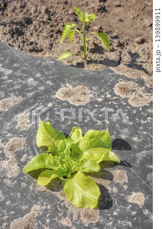 Close up of organic vegetables growing in plastic mulch cover, selective focus. Close up of organic vegetables growing in plastic mulch cover, selective focus. 139899911