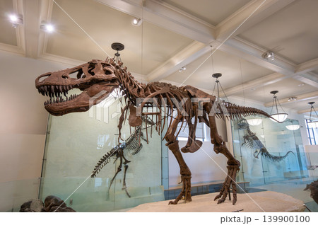 New york, usa august 19,2024. Tyrannosaurus rex skeleton fossil on display at the american museum of natural history in new york city, iconic museum exhibit New york, usa august 19,2024. Tyrannosaurus rex skeleton fossil on display at the american museum of natural history in new york city, iconic museum exhibit 139900100