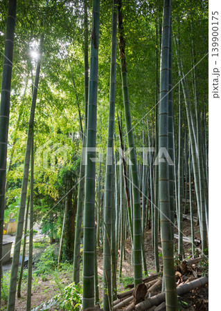 陽が差し込む竹林 139900175