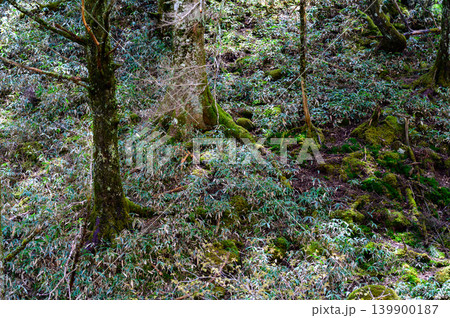 苔と笹に覆われた山の森林風景 139900187