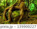 男池湧水群の岩を包み込む大ケヤキ 139900227