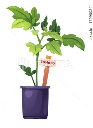 Young Tomato Seedling in Purple Pot with Wooden Marker. Fresh Spring Vegetable Plant for Organic Gardening, Container Growing, and Sustainable Agriculture. Healthy Green Growth Concept Illustration 139900244