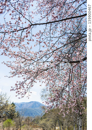 春の乗鞍高原 満開の桜と清々しい青空 春の乗鞍高原 満開の桜と清々しい青空 139900467