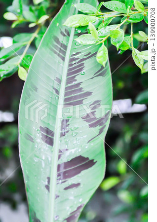 banana plant, blood banana or Musa acuminata or Musa balbisiana and rain droplet or brown and green leaf and banyan tree banana plant, blood banana or Musa acuminata or Musa balbisiana and rain droplet or brown and green leaf and banyan tree 139900708