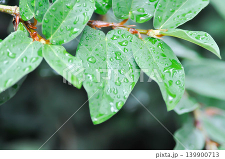 ficus pumila or climbing fig or MORACEAE and rain droplet ficus pumila or climbing fig or MORACEAE and rain droplet 139900713