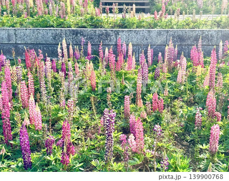 花色パレット 満開中 花色パレット 満開中 139900768