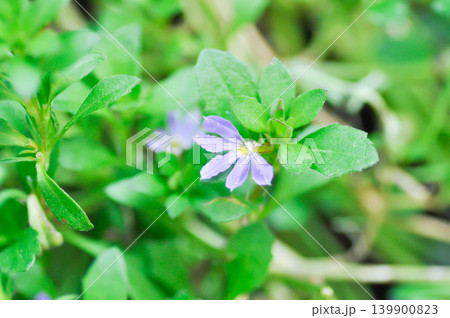Fairy Fan Flower , Half flower or Scaevola or Scaevola sp or purple flower Fairy Fan Flower , Half flower or Scaevola or Scaevola sp or purple flower 139900823