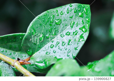 ficus pumila or climbing fig or MORACEAE and rain droplet ficus pumila or climbing fig or MORACEAE and rain droplet 139900827