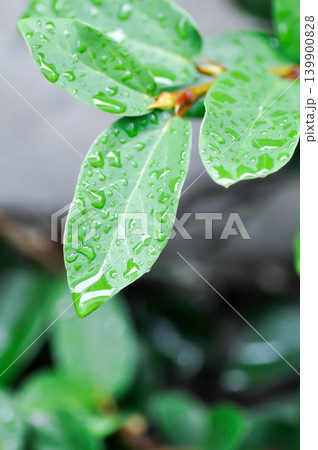 ficus pumila or climbing fig or MORACEAE and rain droplet ficus pumila or climbing fig or MORACEAE and rain droplet 139900828