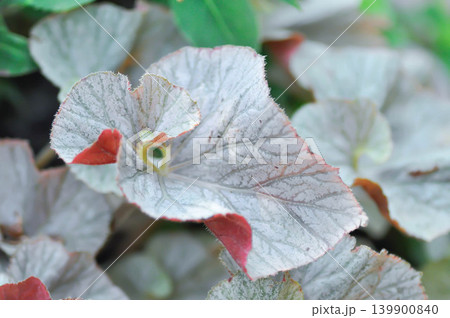 Begonia, Begonia Blad Rex Hawaiian Silver or Begonia Mirage or Begonia Rex Dino Shadow King or Begonia Rex Silver or BEGONIACEAE or silver and red leaf Begonia, Begonia Blad Rex Hawaiian Silver or Begonia Mirage or Begonia Rex Dino Shadow King or Begonia Rex Silver or BEGONIACEAE or silver and red leaf 139900840