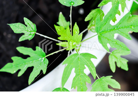 papaya leaf, Carica papaya L or Papaya or Melan Tree or Paw Paw or CARICACEAE plant and rain droplet papaya leaf, Carica papaya L or Papaya or Melan Tree or Paw Paw or CARICACEAE plant and rain droplet 139900845