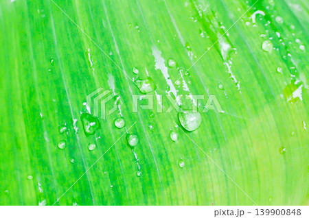 banana leaf or banana plant, banana tree or banana leaf and rain droplet banana leaf or banana plant, banana tree or banana leaf and rain droplet 139900848