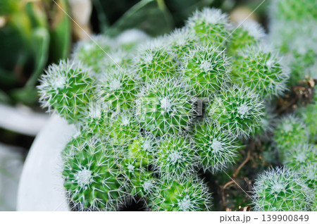 Mammillaria Spinosissima cv Un Pico f Montrose, Mammillaria Spinosissima or Mammillaria or cactus or succulent 139900849