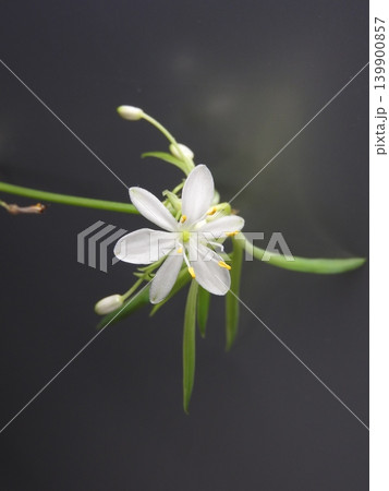 純白の花を付けた「オリヅルラン」 139900857