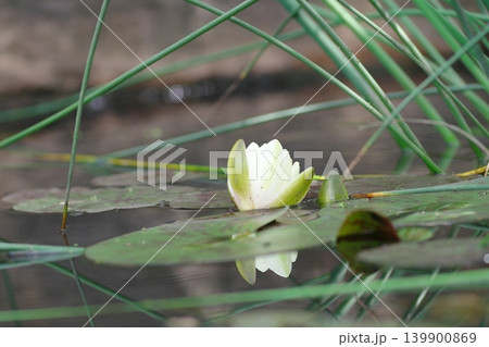 白い睡蓮の花 白い睡蓮の花 139900869