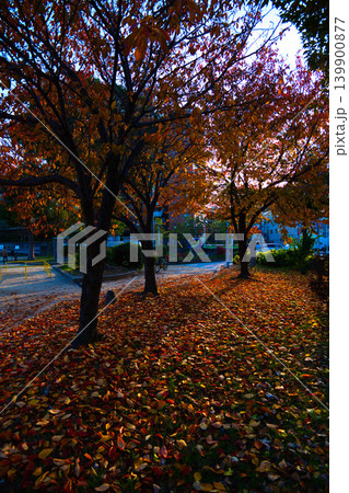 紅葉したイチョウと紅葉の落ち葉 139900877
