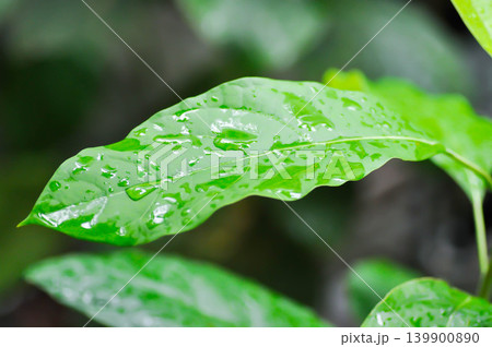 Persea americana Mill or Avocado, Lauraceae or Persea gratissima or avocado plant and rain droplet Persea americana Mill or Avocado, Lauraceae or Persea gratissima or avocado plant and rain droplet 139900890