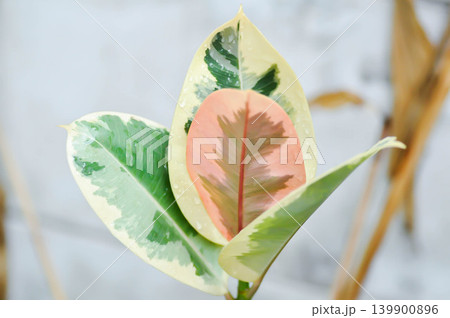 Decora Tree, Indian Rubber Tree or Rubber Plant or Variegated Indian Rubber or Ficus elastica or Assam Rubber or pink leaf Decora Tree, Indian Rubber Tree or Rubber Plant or Variegated Indian Rubber or Ficus elastica or Assam Rubber or pink leaf 139900896