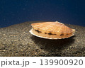 ホタテ 貝 二枚貝 貝の目 ホタテ 貝 二枚貝 貝の目 139900920