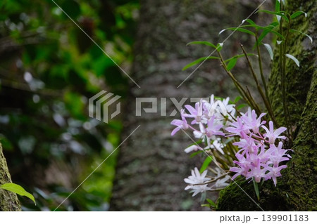 苔むした岩肌に着生するセッコク 淡いピンクの小花が森の中で咲く 苔むした岩肌に着生するセッコク 淡いピンクの小花が森の中で咲く 139901183