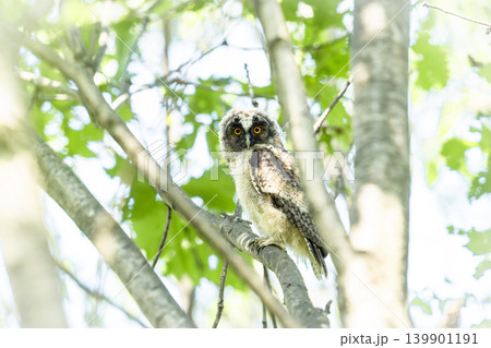 夏、トラフズクのヒナ 夏、トラフズクのヒナ 139901191