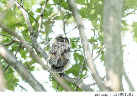 夏、トラフズクのヒナ 夏、トラフズクのヒナ 139901192