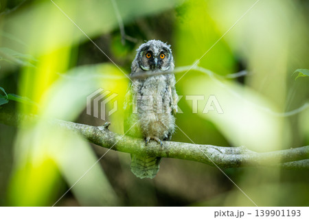 夏、トラフズクのヒナ 夏、トラフズクのヒナ 139901193