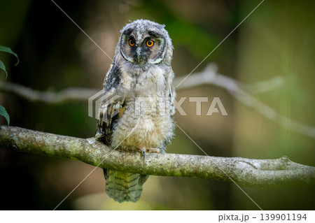夏、トラフズクのヒナ 夏、トラフズクのヒナ 139901194