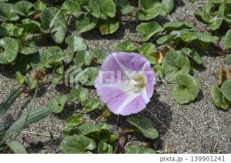 砂浜に咲くハマヒルガオの花 砂浜に咲くハマヒルガオの花 139901241