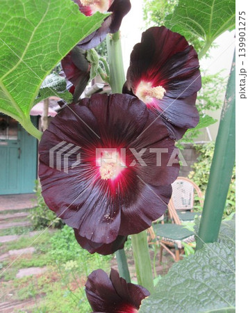 ブラックマロウ（タチアオイの黒紫花品種） 139901275
