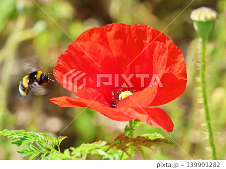 Bumble bee visiting a poppy 139901282