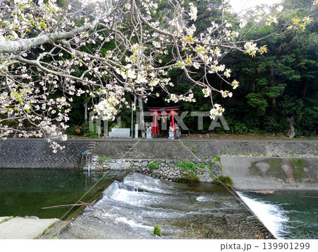 桜の花と神社の赤い鳥居 桜の花と神社の赤い鳥居 139901299