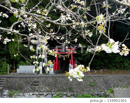 桜の花と神社の赤い鳥居 桜の花と神社の赤い鳥居 139901301