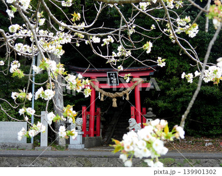 桜の花と神社の赤い鳥居 桜の花と神社の赤い鳥居 139901302