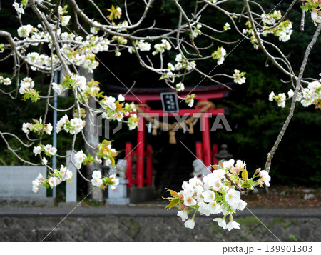 桜の花と神社の赤い鳥居 桜の花と神社の赤い鳥居 139901303