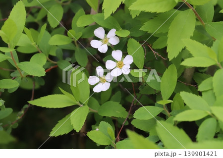 春の庭に咲く白い小さなユキヤナギの花 春の庭に咲く白い小さなユキヤナギの花 139901421