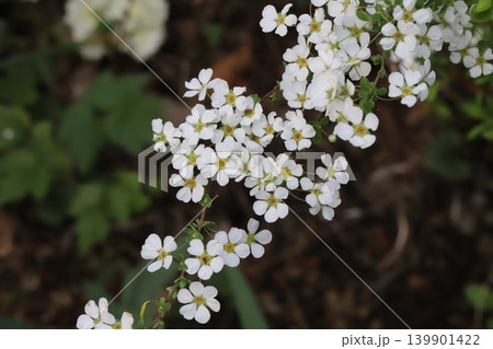 春の庭に咲く白い小さなユキヤナギの花 春の庭に咲く白い小さなユキヤナギの花 139901422