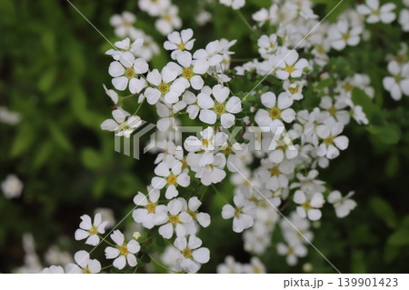 春の庭に咲く白い小さなユキヤナギの花 139901423