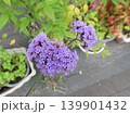 鮮やかな紫色の花のブルーレースフラワー 139901432