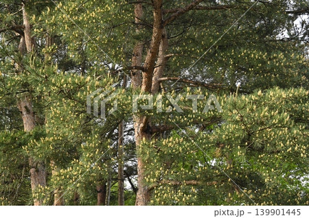アカマツの新芽と花 139901445