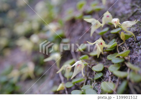 岩肌を這うマメヅタランの極小の花 赤い斑点が入る黄緑色の着生ラン 岩肌を這うマメヅタランの極小の花 赤い斑点が入る黄緑色の着生ラン 139901512