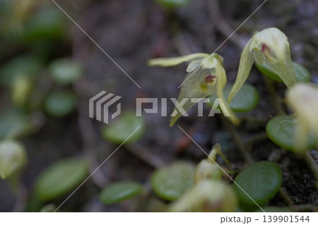 マメヅタランの花を超接写 唇弁の赤い斑点まで写る極小ランの形態 マメヅタランの花を超接写 唇弁の赤い斑点まで写る極小ランの形態 139901544