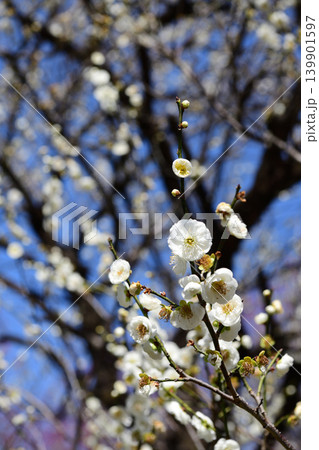 春の訪れを告げる梅の花 139901597