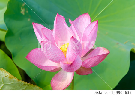 大きな緑の葉を背景に美しく大きく開花したピンクの蓮の花 139901633