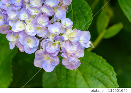 瑞々しい緑の葉に寄り添うグラデーションが美しいアジサイの花 139901642